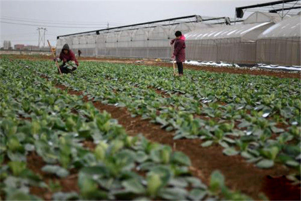 蔬菜水果農(nóng)殘檢測(cè)儀了解果蔬的真面目
