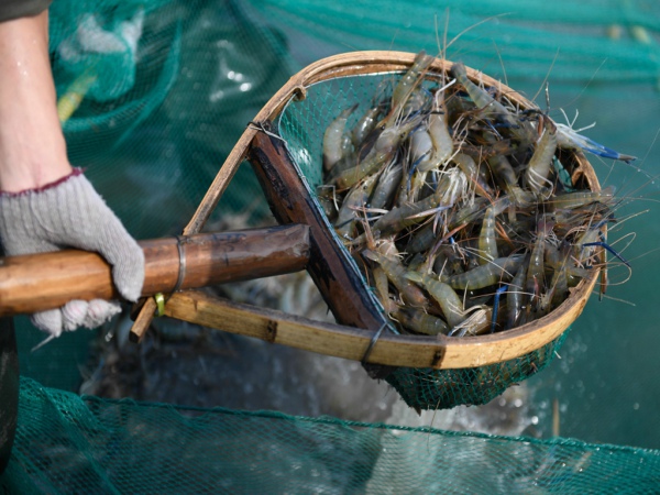 氯霉素是否超標(biāo)？水產(chǎn)品氯霉素檢測儀提供科學(xué)依據(jù)