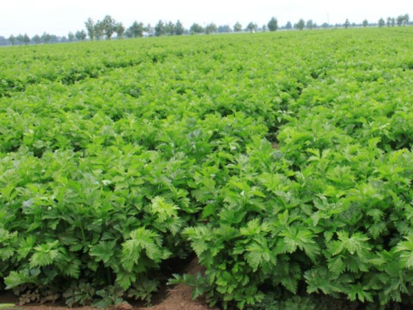 貴州通報(bào)6批次不合格食品 涉及大腸菌群、恩諾沙星、毒死蜱等指標(biāo)