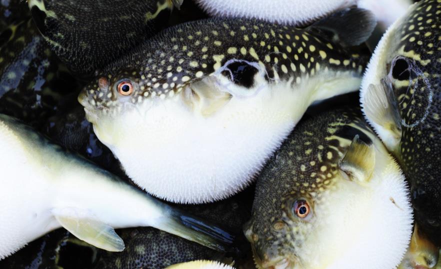 美味佳肴卻是“奪命殺手”！